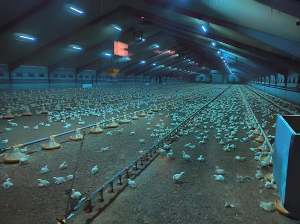 Освітлення на птахофабриці