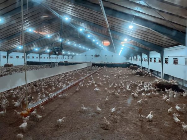 Світловий режим на пташиній фермі