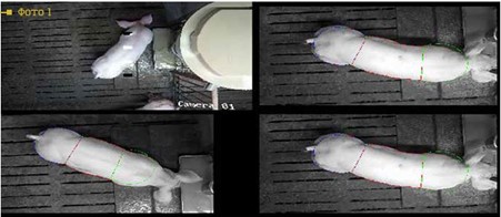 Зразок роботи відеокамери для зважування свиней